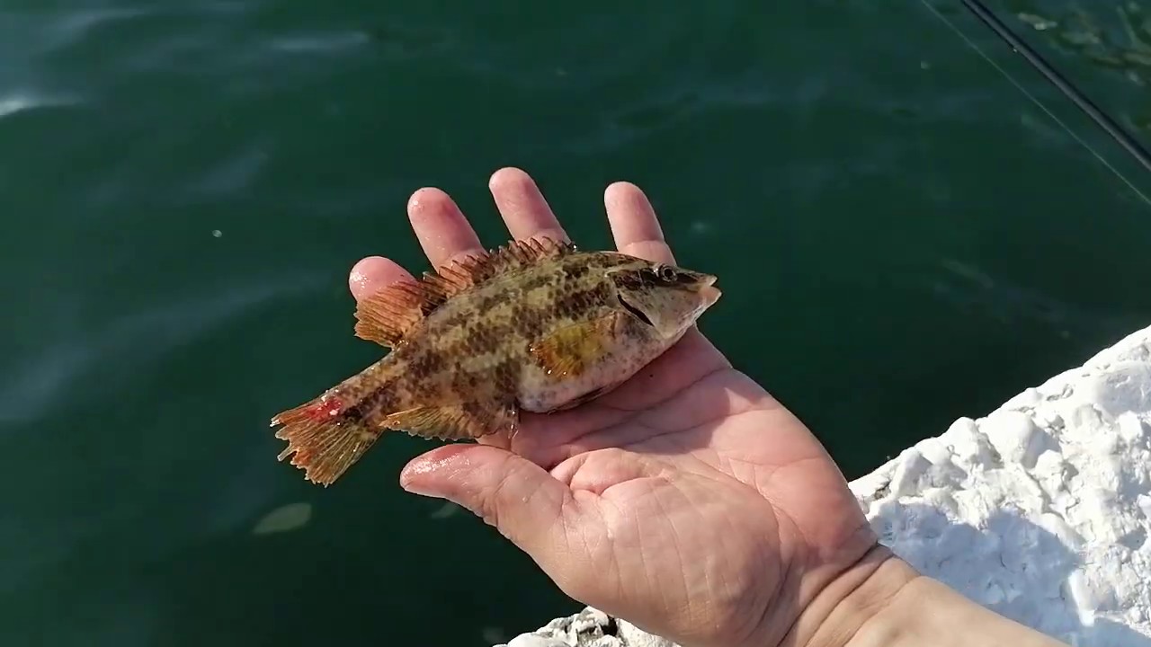 В сочи ловят. Ловля морского окуня в черном море с берега. Рыбалка в Сочи. Рыбки черного моря у берега. Морской окунь Сочи.