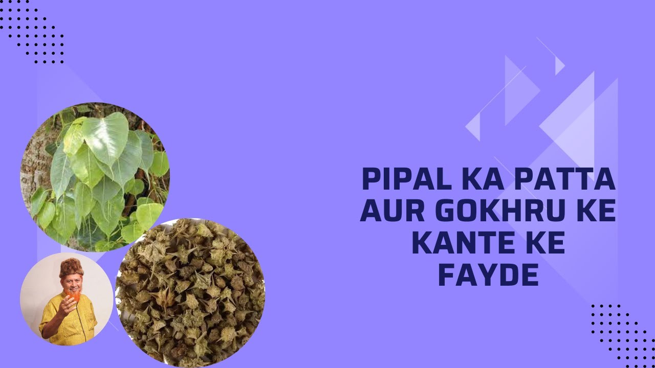 pipal-ka-patta-aur-gokhru-ke-kante-ke-fayde-ubed-ulla-youtube