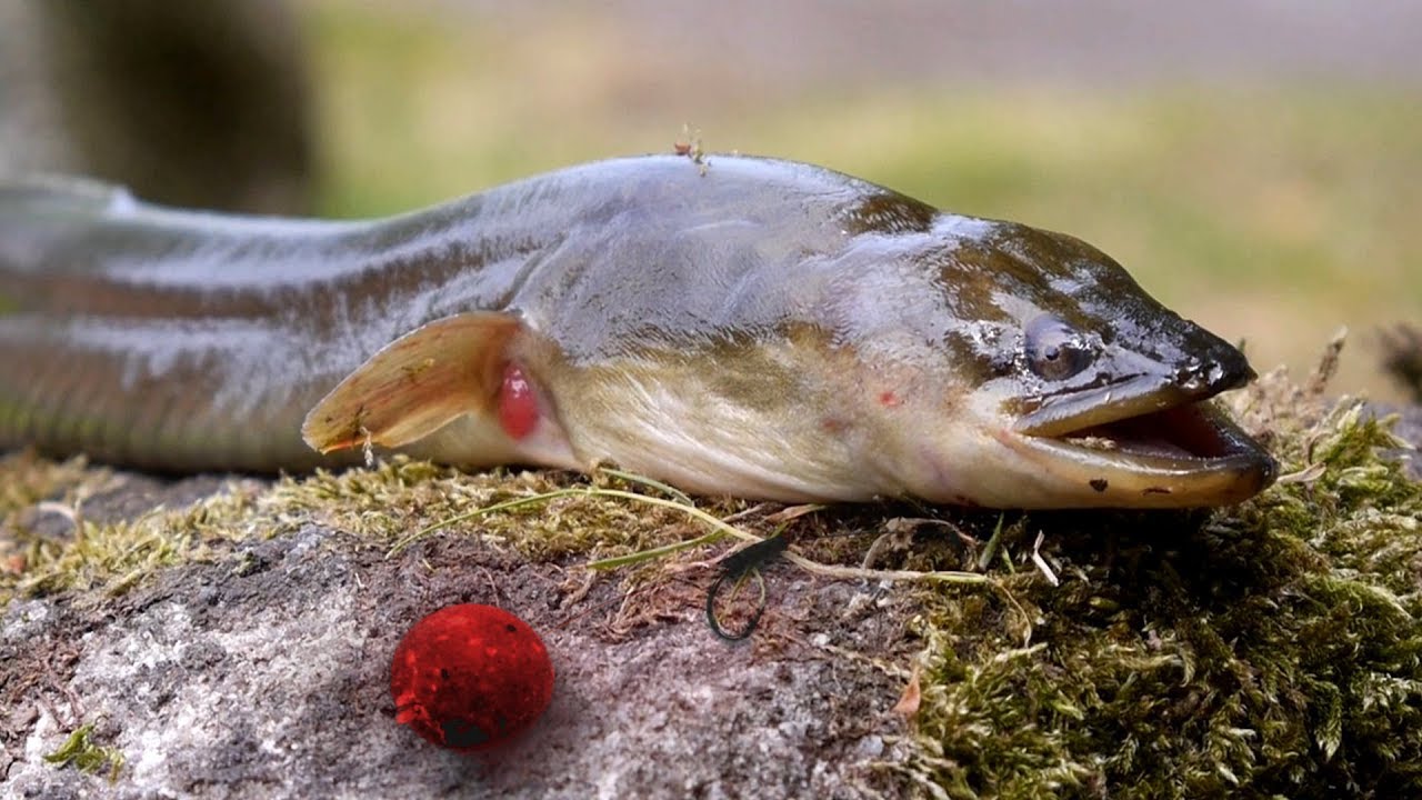 Aal auf Boilie | Angeln im Hochsommer - YouTube