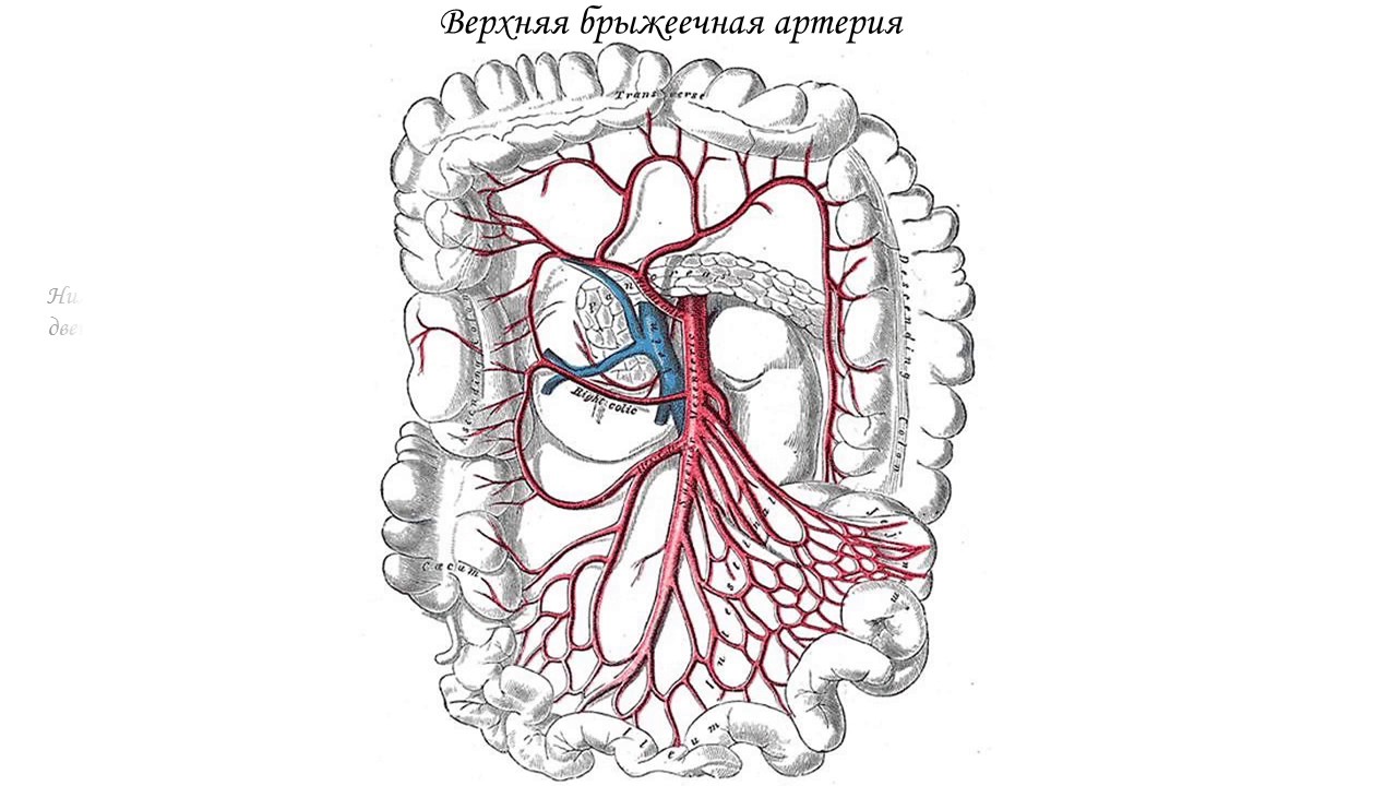 Где Находится Аорта У Человека Фото