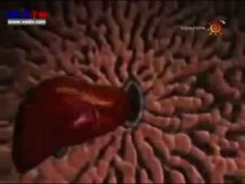 Строение и функции печени
