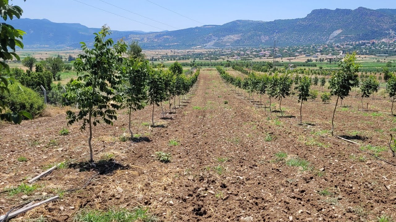 212- Chandler Ceviz Fidanlarımız ikinci Atağa Kalktı, Hedefimiz 2 metre Yandal. Denizli,Bozkurt