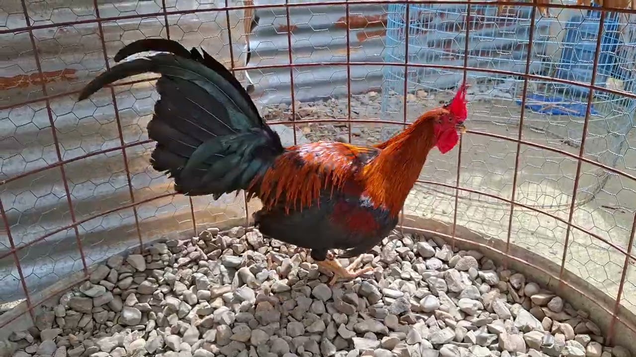 Tito Díaz habla de los Gallos con Pluma Blanca son degenerativo.chequen los míos