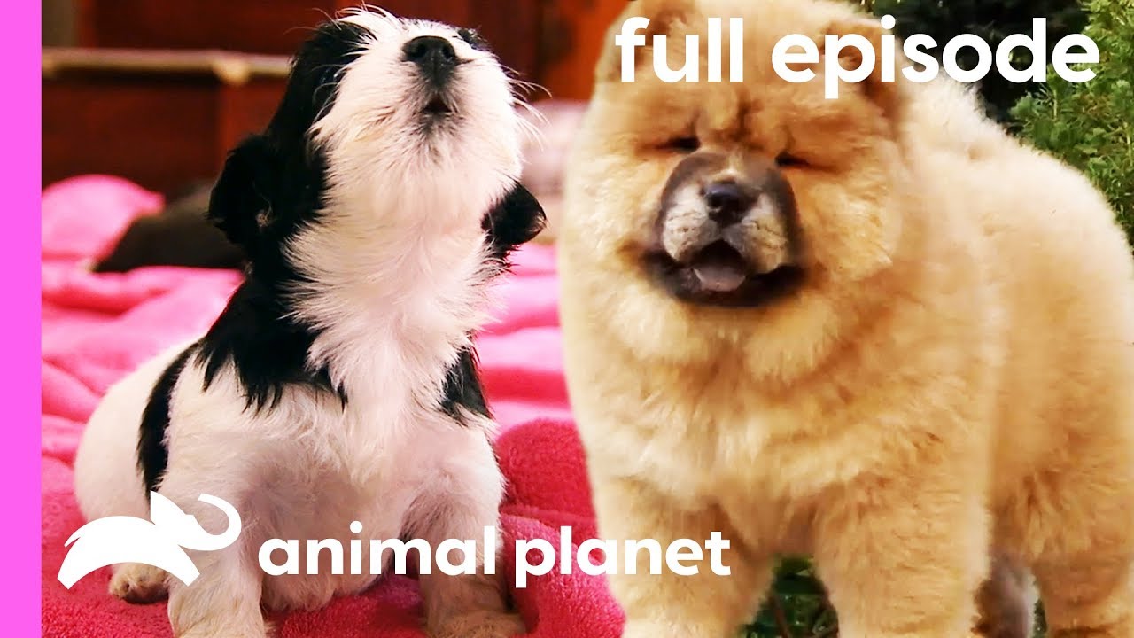 Puppies Pup 2 Dog Puppies Pup 2 Dog