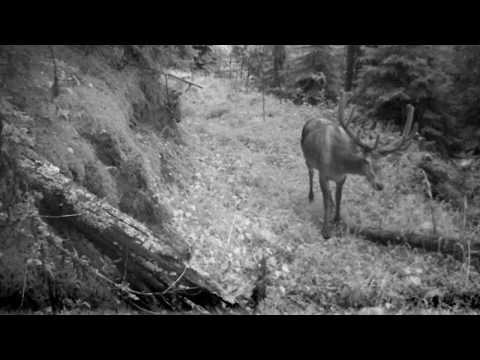 ირემი ბორჯომ-ხარაგაულის ეროვნულ პარკში | Borjomi-Kharagauli National Park