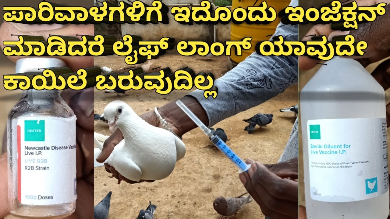 Prevent Injection For Pigeons In Kannada | How To Prevent Pigeon Neck ...