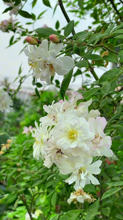 Havaskor birinchi nikoh kechasi porno