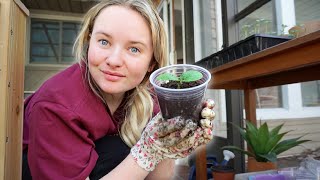 TRANSPLANTING MY SEEDLINGS + MY EASTER BASKET HAUL!