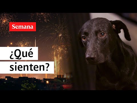 ¿Qué sienten los animales con los estallidos de la pólvora? | Mónica Jaramillo en Semana