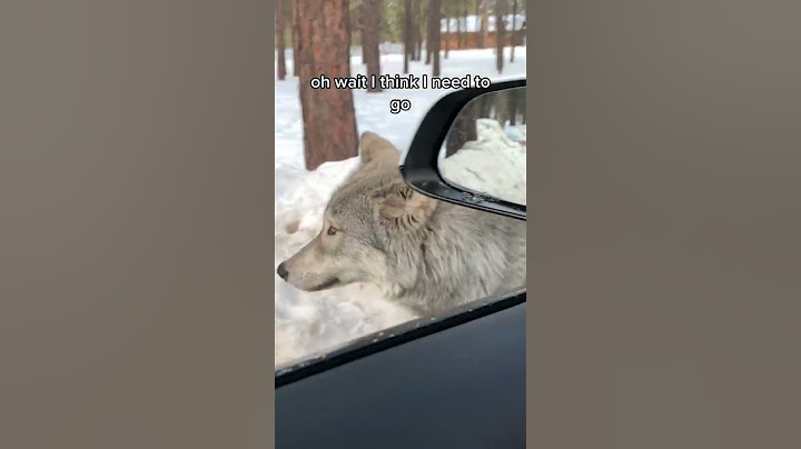 Couple encounter a big wild wolf