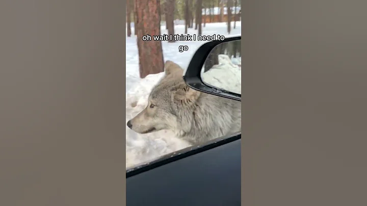 Couple encounter a big wild wolf - DayDayNews