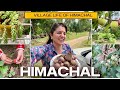 Village life of himachal  resty kamboj  neha bagga  jawala ji  jai mata di  villagelifestyle