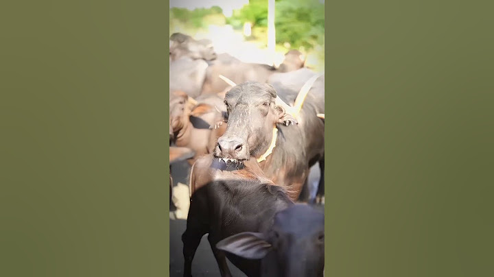 Jahan galti nhi wahan jhukna nhi aur Jahan izzat nhi wahan rukna nahi,.👀🙌#reality#azmaik#viral