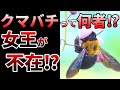 【ゆっくり】大人しいのに超危険!意外すぎるクマバチの生態とは⁉