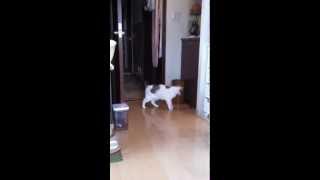 Miruchan At A Playful Age　ミルチャン　遊び盛り