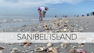Sanibel Island beach walk. Let&#39;s find some seashells and I’ll ID them all!
