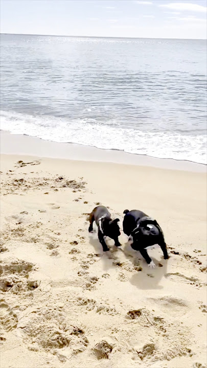 The Funniest Dog Moments Ever Caught On Camera