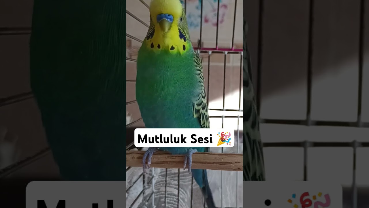 Dinlet Eline Gelsin 🐦 #muhabbetkuşufıstık #muhabbetkusu #birds #muhabbetkuslari #parrot #kuslar