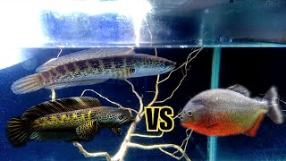Download Lagu Channa auranti vs piranha _kasih makan channa pake ikan piranha MP3