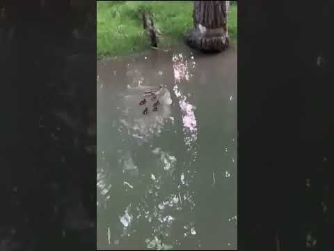   صياد صيد    جلال المير