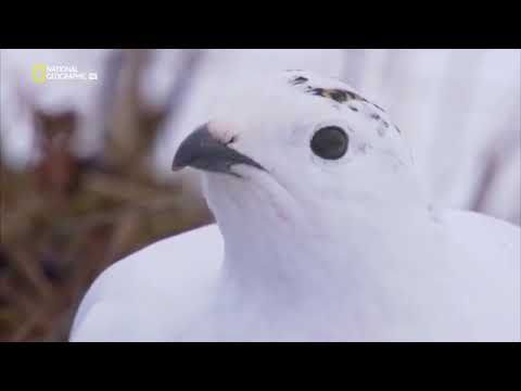 Videó: Az Északi Sarkvidéki Kék Gin Az életet Ingyen Adja El, Ha Eléri Az északi Sarkot