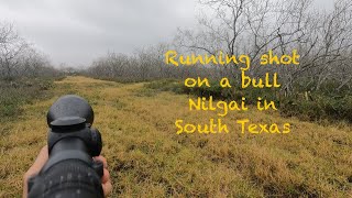 Running shot on a Bull Nilgai