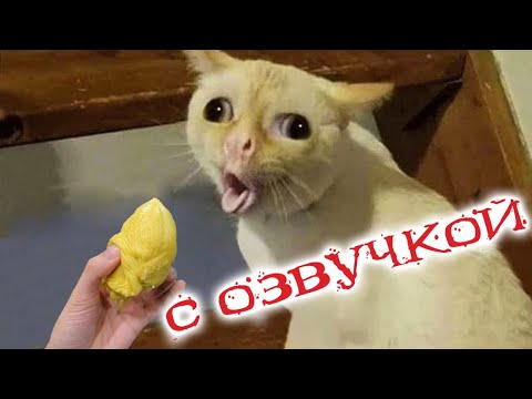 Приколы с котами С ОЗВУЧКОЙ! Самые смешные животные 2022! Тест на психику!