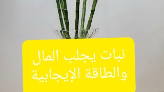 نباتات تجلب المال والحظ الجيد والطاقة الايجابية#نبات الحظ والطاقة الايجابية Bamboo / lucky plant