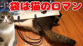 袋を発見！早速入る猫【スコティッシュフォールド】【Scottish Fold】