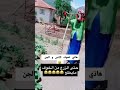 فزاعة خضره تستحق اللقب اجه كحلها عماها مقاطع ريلز ستوريات انستا ستوريات مضحكه مقاطع مضحكة تحشيش 