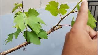 Ketahui perbedaan Tunas air, tunas bud, batang primer, sekunder dan tersier pada pohon anggur