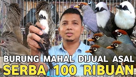 S1NT1NG !! NIH POKSAY DUA EKOR 100 RIBU  SIRI² SUMATRA CUMA 100 RIBU DI PASAR BURUNG PRAMUKA 