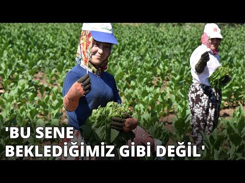 İnegöl'de tütün hasadı başladı