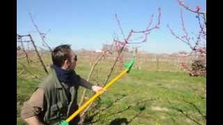 Flex-Flower - Flower thinning machine in peach trees