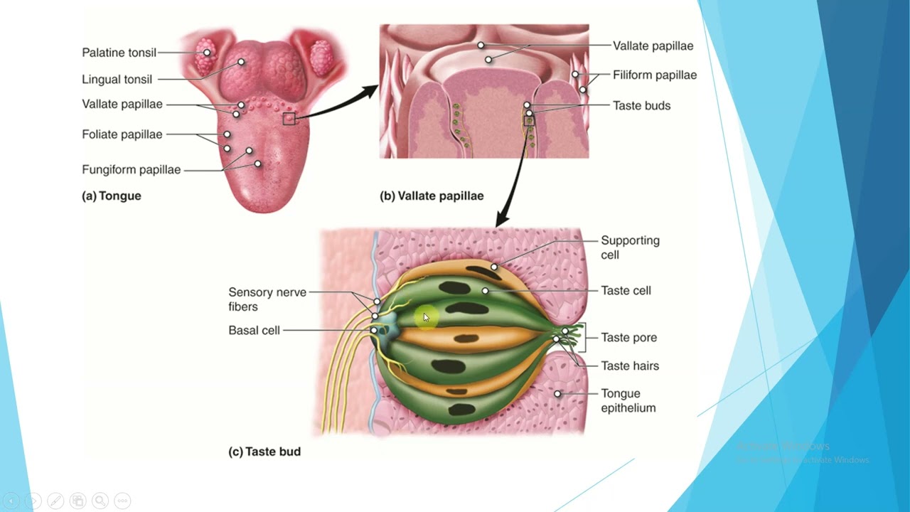 ČULA - KOŽA, MIRIS I UKUS