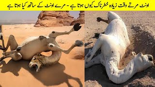 Why Touching a Dead Camel is so Dangerous | Facts About Camels