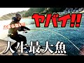 【神回】ごく普通の堤防であり得ない大物！釣り人生40年の最大魚を釣ってしまった‼️