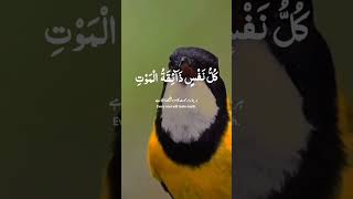 Beautiful Quran Recitation By Abdul Rahman Mossad || Slow Version