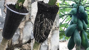 Hướng dẫn chiết cây đu đủ thành công│papaya tree