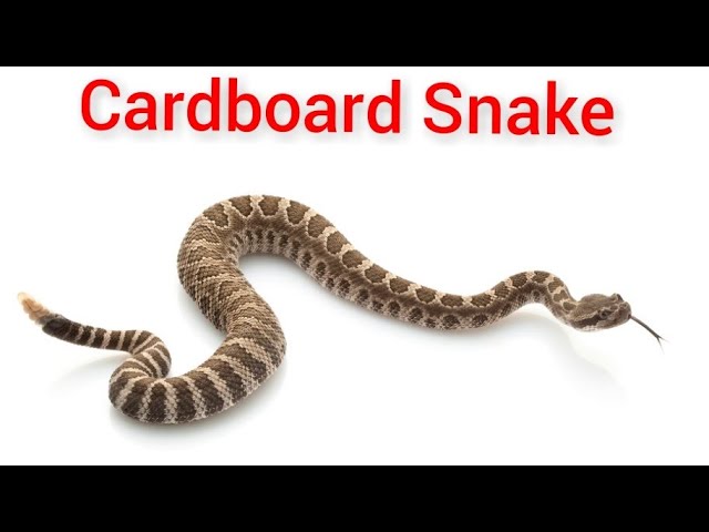 How to Make a Rattlesnake?