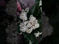 Beautiful white flowers of Aronia chokeberry 野樱莓苦莓美丽的白花 Hermosas flores blancas de Aronia chokeberry