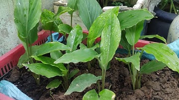 Thần Dược Ngải Đen