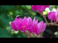 Stingless bee