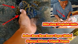 Download Lagu This is the first time I've ever caught a fish this big and expensive in my life. I immediately c... MP3 Download Lagu This is the first time I've ever caught a fish this big and expensive in my life. I immediately c... MP3