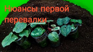 Цикламен (Cyclamen)Нюансы першої перевалки.