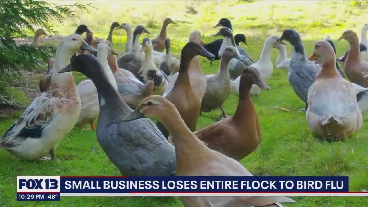 Small business in Monroe loses entire flock to the bird flu | FOX 13 ...