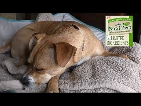 cats inn Nutri Dent Limited Ingredient Dental Dog Chews | Medium Size | 32 Count | Filet Mignon