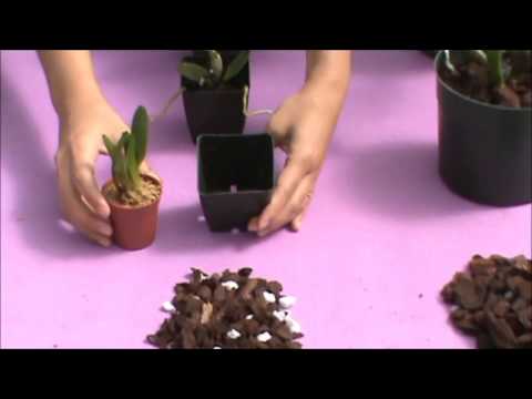 Understanding Orchid Media Types (Stages of Growth) - Akatsuka Orchid Gardens