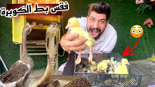 فقس بط الكوبرة😳وزرعنه طرح بطريقه حترافيه😱