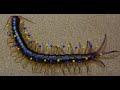 【Centipede】ムカデの全ての脚と脚の間にマチ針刺したらどうなるの～っと【ベトナムオオムカデ】